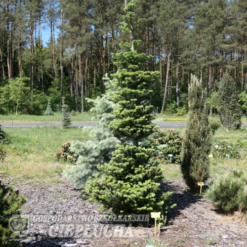 Abies x arnoldiana  'Jan Pawel II' - Arnold fir - Abies x arnoldiana  'Jan Pawel II' ; Abies koreana x Abies veitchii