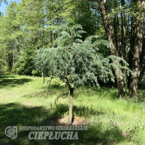 Larix kaempferi 'Blue Rabbit' - Japanese Larch - Larix kaempferi 'Blue Rabbit'