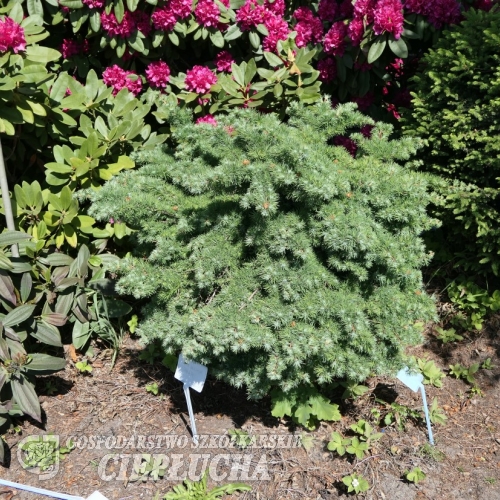 Larix kaempferi 'Wehlen' - modrzew japoński - Larix kaempferi 'Wehlen'