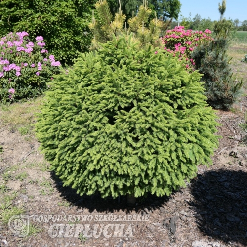 Picea abies 'Goblin' - Ель обыкновенная - Picea abies 'Goblin'