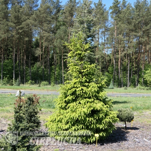 Picea abies 'Norrkoping' - świerk pospolity - Picea abies 'Norrkoping'