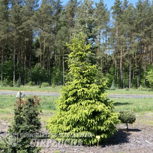 Picea abies 'Norrkoping' - Gemeine Fichte ; Zapfenfichte Herkunft ; Zapfen-Fichte - Picea abies 'Norrkoping'