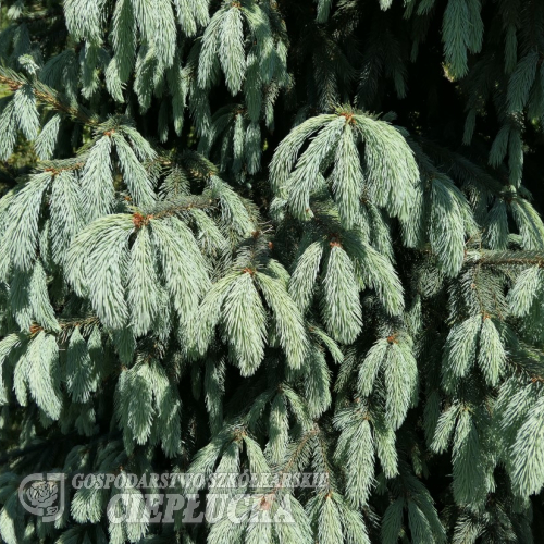 Picea engelmannii - świerk Engelmanna - Picea engelmannii