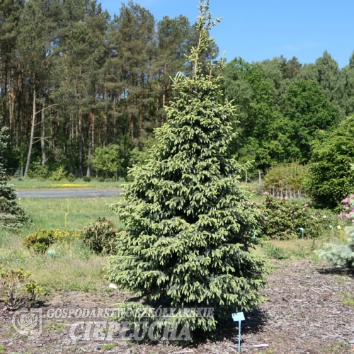 Picea mariana 'Aurea' - Eль черная - Picea mariana 'Aurea'