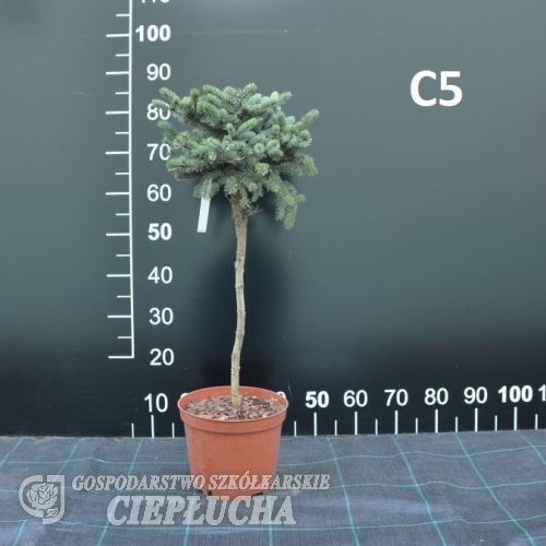 Picea xmariorika Machala' - Ель мариорика Maчала' - Picea x mariorika 'Machala'  - Picea ×lutzii  'Machala'