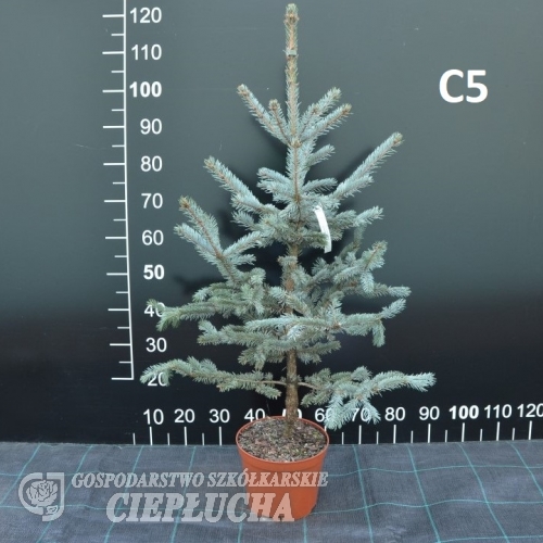 Picea pungens 'Moerheim' - świerk kłujacy - Picea pungens 'Moerheim'