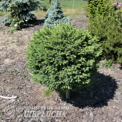 Picea glauca 'Eagle Rock' - Weiß-Fichte - Picea glauca 'Eagle Rock'