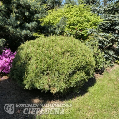 Pinus densiflora 'Jane Kluis' - сосна густоцветковая - Pinus densiflora 'Jane Kluis'