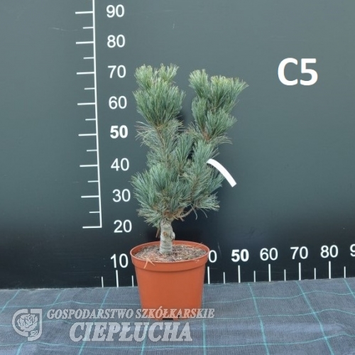 Pinus flexilis 'Firmament' - Limber Pine ; Rocky Mountain White Pine - Pinus flexilis 'Firmament'