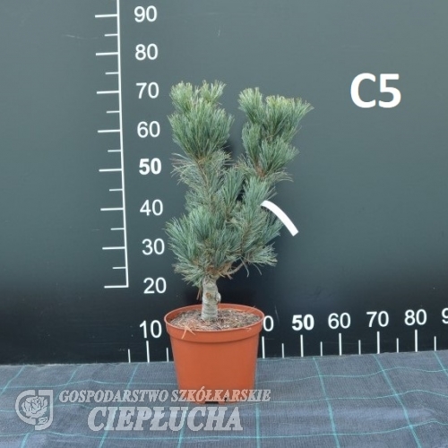 Pinus flexilis 'Firmament' - Сосна гибкая - Pinus flexilis 'Firmament'