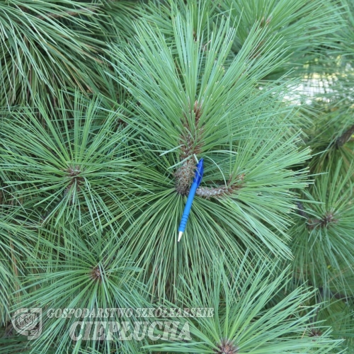 Pinus jeffreyi 'Joppi'- sosna Jeffreya - Pinus jeffreyi 'Joppi'