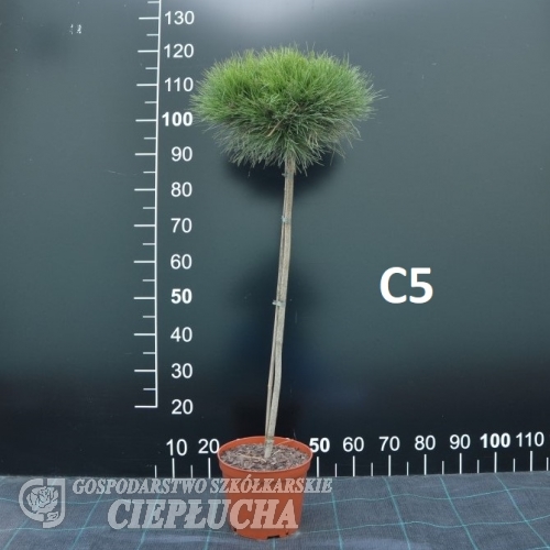 Pinus nigra 'Marie Bregeon' - sosna czarna 'Marie Bregeon' - Pinus nigra 'Marie Bregeon'