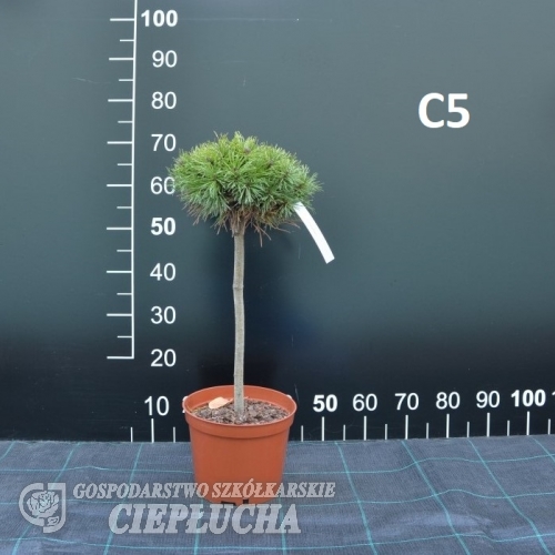 Pinus mugo 'Compacta' syn. Pinus mugo 'Uncinata Compacta' - kosodrzewina - Pinus mugo 'Compacta' syn. Pinus mugo 'Uncinata Compacta'