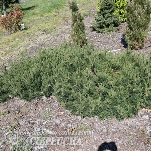 Pinus mugo 'Kransford' - kosodrzewina - Pinus mugo 'Kransford'