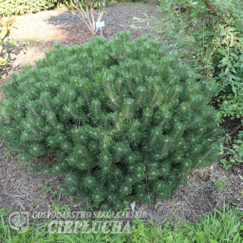 Pinus mugo 'Mini Mops' - kosodrzewina - Pinus mugo 'Mini Mops'