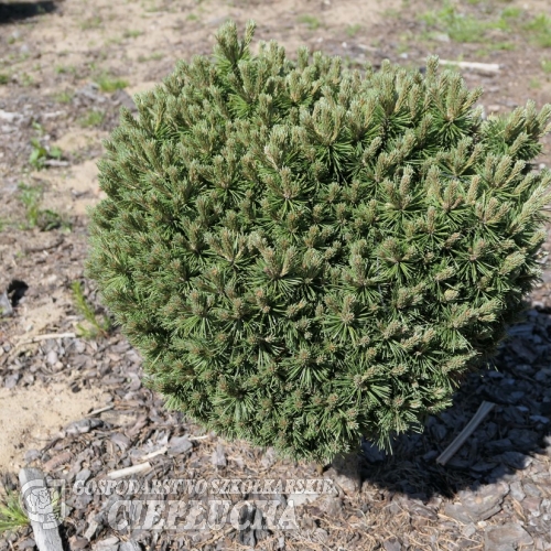 Pinus mugo 'Piggelmee' - kosodrzewina - Pinus mugo 'Piggelmee'