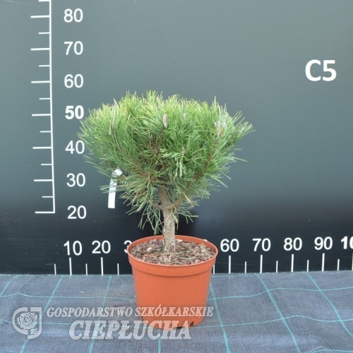 Pinus mugo 'Rositech' - kosodrzewina - Pinus mugo 'Rositech'