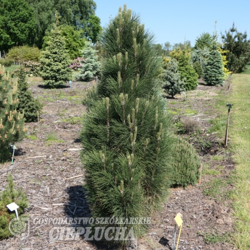 Pinus nigra - sosna czarna - Pinus nigra