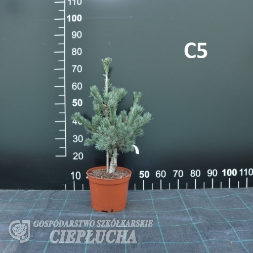 Pinus parviflora 'Schoon's Bonsai' - Cосна мелкоцветковая - Pinus parviflora 'Schoon's Bonsai'