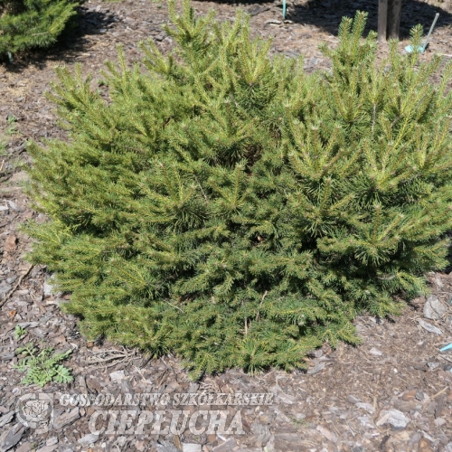Pinus sylvestris 'Skjak' - Cосна обыкновенная - Pinus sylvestris 'Skjak'