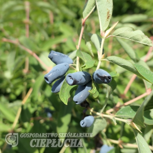 Lonicera kamtschatica '1-17-59' - Kamtschatka-Heckenkirsche ; Maibeere ; Gimolost - Lonicera kamtschatica '1-17-59'