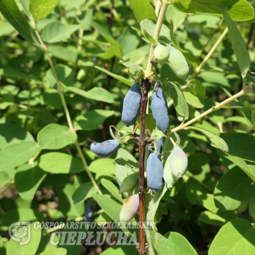 Lonicera kamtschatica 'KRZ3 Watra' - Kamtschatka-Heckenkirsche ; Maibeere ; Gimolost - Lonicera kamtschatica 'KRZ3 Watra'