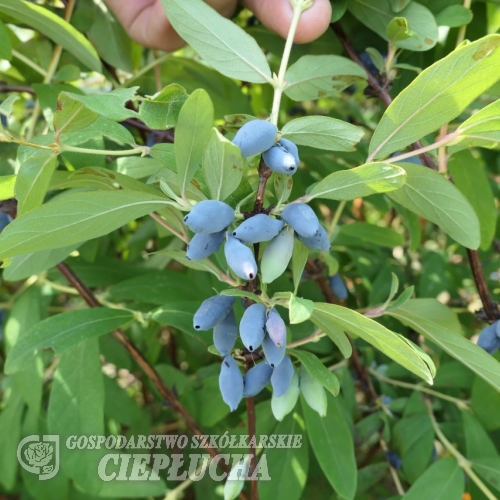 Lonicera kamtschatica 'Siniczka' - Kamtschatka-Heckenkirsche ; Maibeere ; Gimolost - Lonicera kamtschatica 'Siniczka'