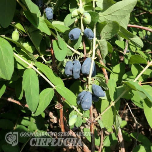 Lonicera kamtschatica 'Zojka' - Blue Honeysuckle ; Haskap - Lonicera kamtschatica 'Zojka'