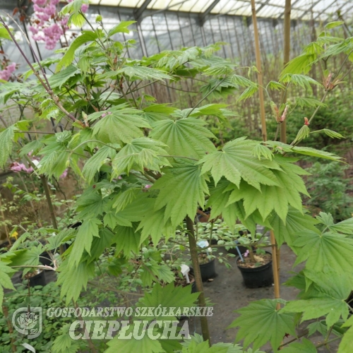 Acer japonicum Vitifolium - Клен японский - Acer japonicum