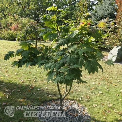 Acer shirasawanum 'Palmatifolium' -Клён ширасаванский - Acer shirasawanum 'Palmatifolium' ; Acer japonicum  var. aureum