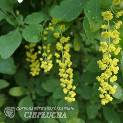 Berberis amurensis - berberys amurski - Berberis amurensis