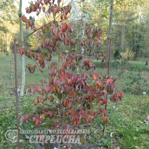 Cornus florida Cherokee Chief -  Кизил цветущий - Cornus florida Cherokee Chief