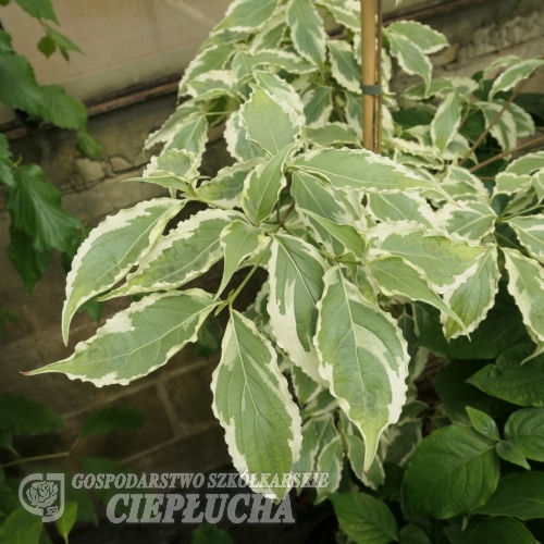 Cornus kousa 'Peve Limbo' - Кизил японский; Кизил куса - Cornus kousa 'Peve Limbo'