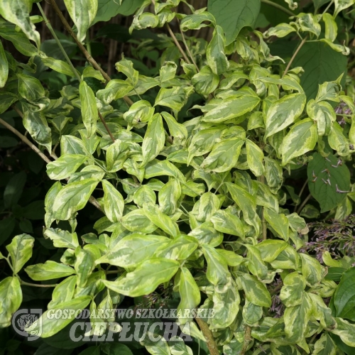 Cornus kousa 'Snowboy' - Кизил японский; Кизил куса - Cornus kousa 'Snowboy'