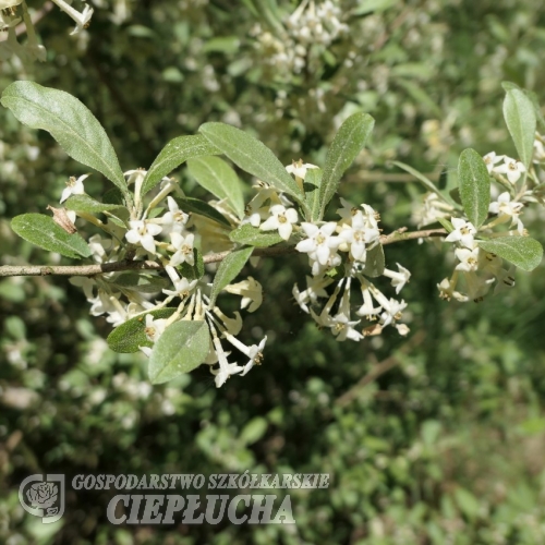 Elaeagnus umbellata - Лох - Elaeagnus umbellata