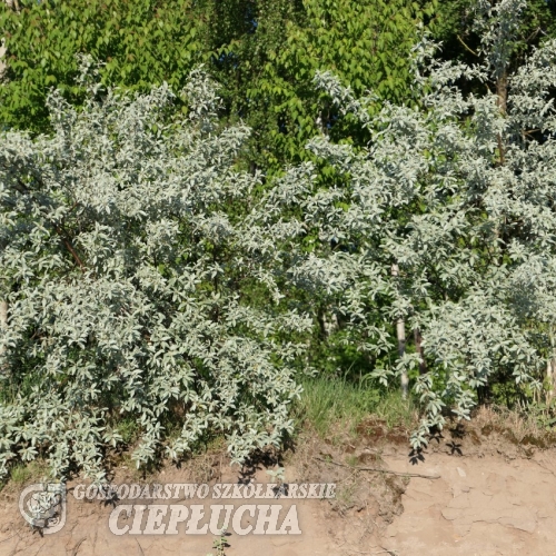 Elaeagnus commutata - - Elaeagnus commutata