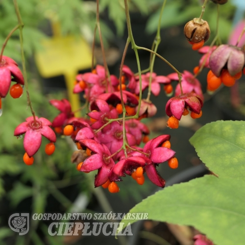 Euonymus oxyphyllus - trzmielina ostrolistna - Euonymus oxyphyllus