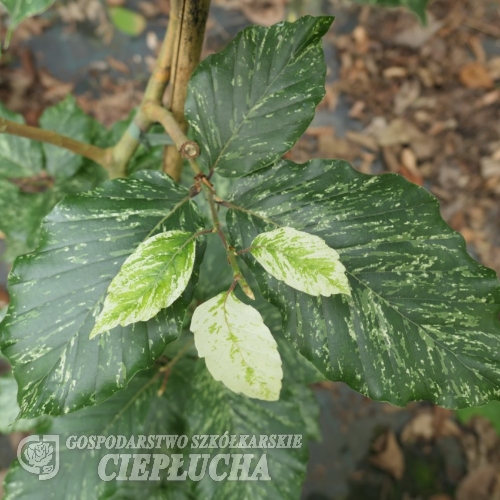 Fagus sylvatica 'Marmorstar' - Бук европе́йский ;  бук лесно́й ; бук обыкновенный - Fagus sylvatica 'Marmorstar'