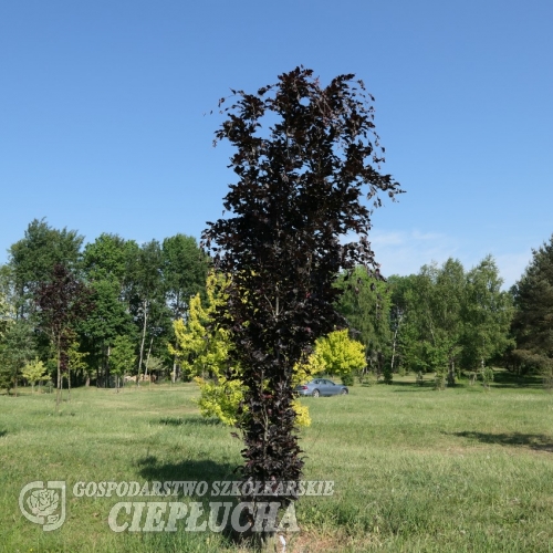 Fagus sylvatica 'Red Obelisk' - Gemeine Buche ; Rot-Buche - Fagus sylvatica 'Red Obelisk'