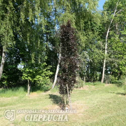 Fagus sylvatica 'Rohan Obelisk' - Бук европе́йский - Fagus sylvatica 'Rohan Obelisk'