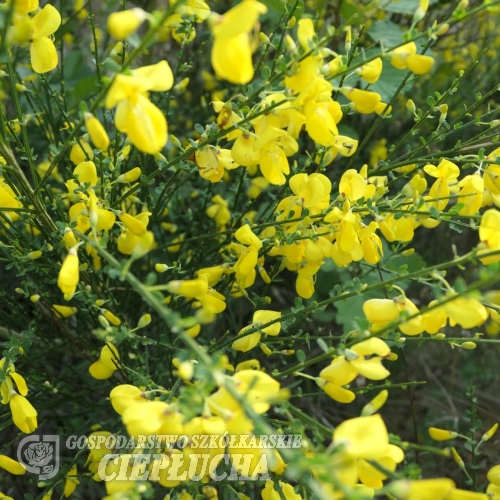 Genista lydia- janowiec lidyjski - Genista lydia