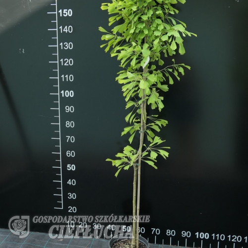 Ginkgo biloba 'Saratoga' - Fächerblattbaum ; Ginkgobaum - Ginkgo biloba  'Saratoga'