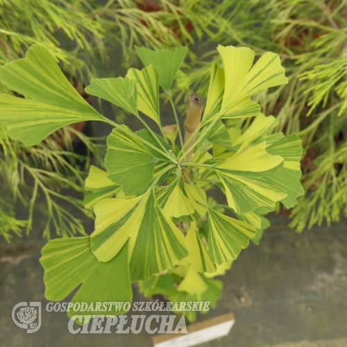Ginkgo biloba 'Yellow Mellow' - Гинкго двулопастный ; Гинкго Билоба - Ginkgo biloba 'Yellow Mellow'