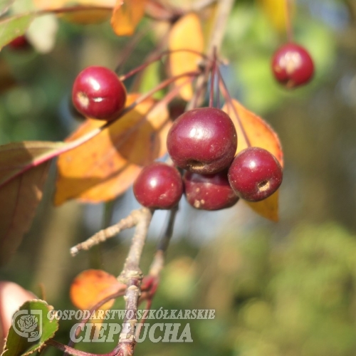 Malus 'Ola' -Декоративные  яблоко - Malus 'Ola'