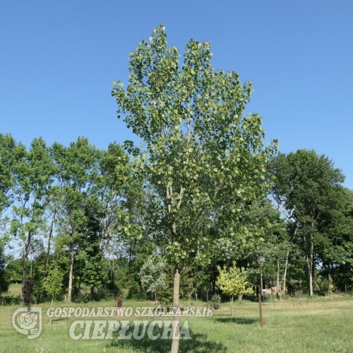 Populus deltoides - Тополя трикутнолиста - Populus deltoides