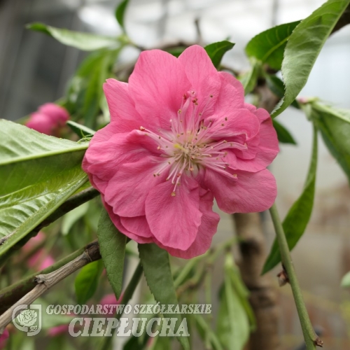 Prunus persica 'Melred Weeping' - Пе́рсик - Prunus persica 'Melred Weeping'