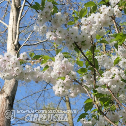 Prunus serrulata 'Shimidsu' - Вишня мелкопильчатая ; Кику-шидаре-сакура - Prunus serrulata 'Shimidsu'
