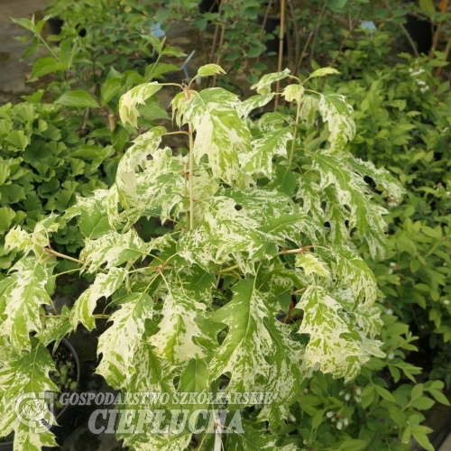Quercus rubra 'Wolfdonk's Pride' - Дуб красный - Quercus rubra 'Wolfdonk's Pride' ; Quercus borealis