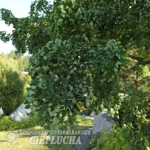 Robinia pseudoacacia Tortuosa - Робиния pseudoacacia Фризия - Robinia pseudoacacia Tortuosa