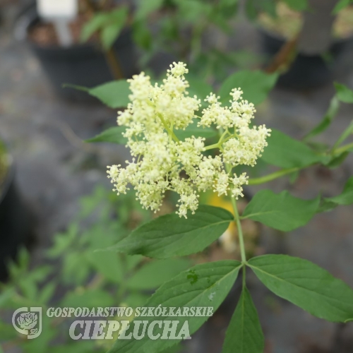 Sambucus sieboldiana - Бузина Зибольда - Sambucus sieboldiana